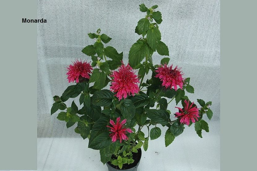 Pink Lace - 07 Monarda