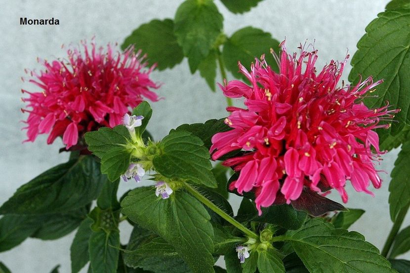  - 07 Monarda