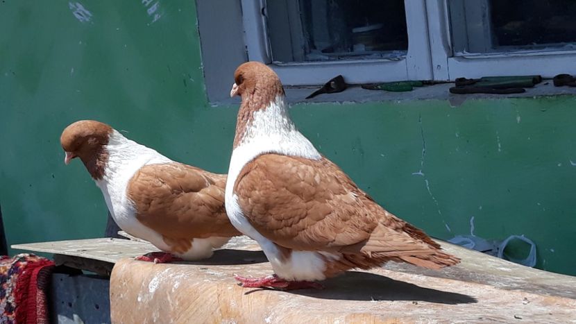  - porumbei mei strasseri