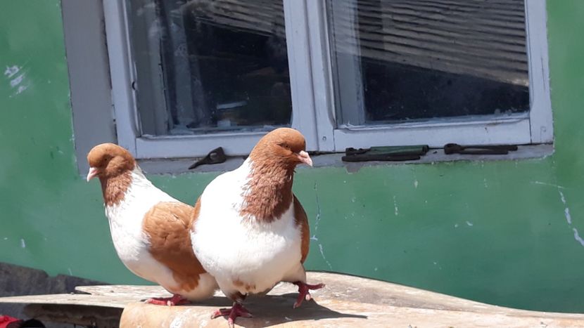  - porumbei mei strasseri