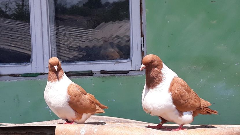  - porumbei mei strasseri