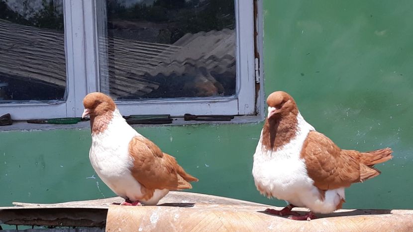  - porumbei mei strasseri