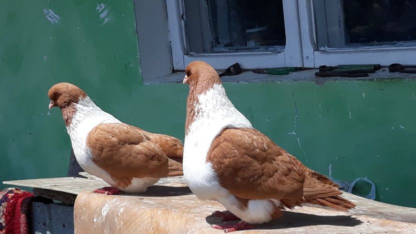  - porumbei mei strasseri