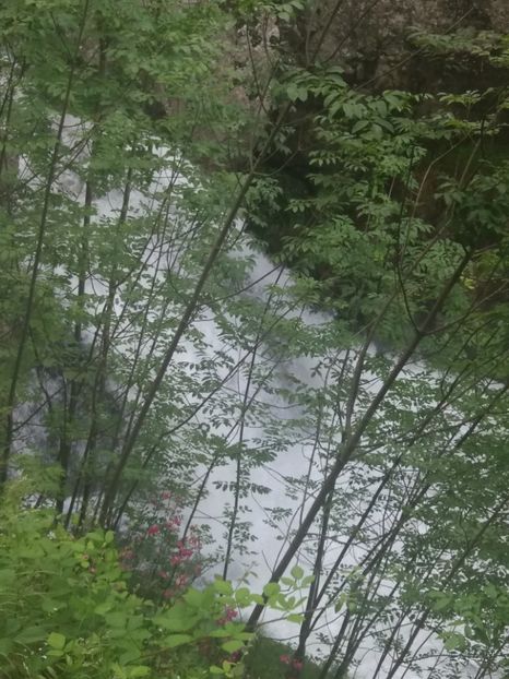  - La iarbă verde în iunie 2019