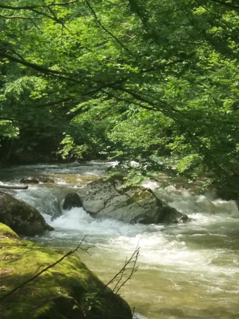  - La iarbă verde în iunie 2019