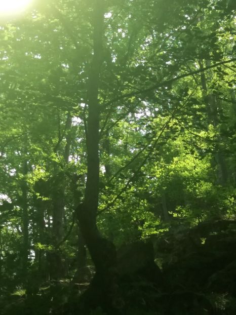  - La iarbă verde în iunie 2019