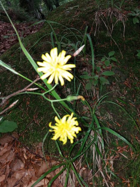  - La iarbă verde în iunie 2019