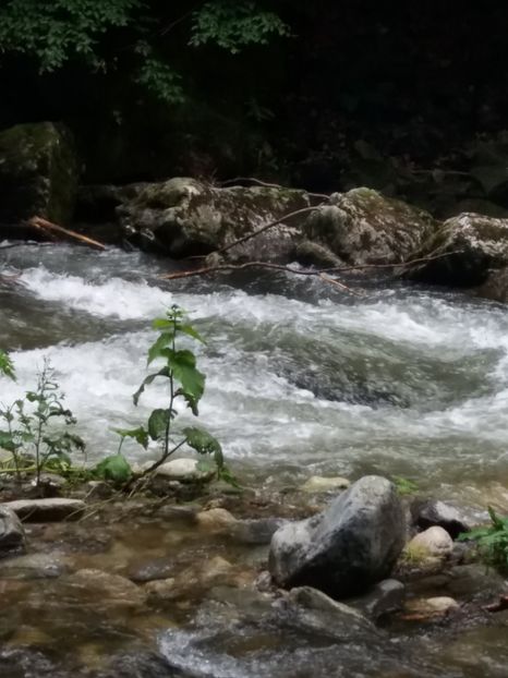  - La iarbă verde în iunie 2019