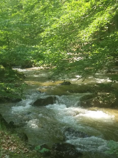  - La iarbă verde în iunie 2019