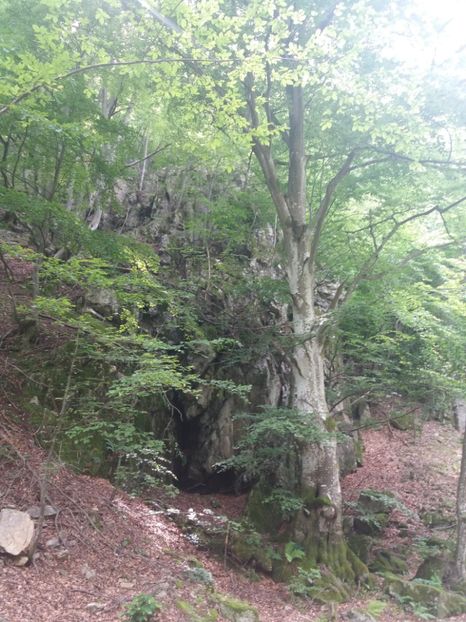  - La iarbă verde în iunie 2019