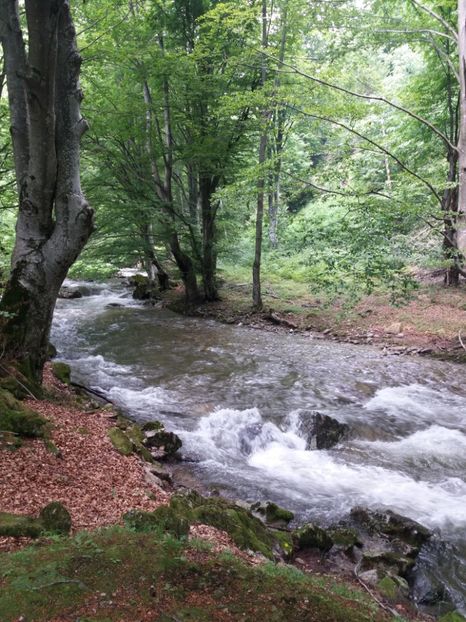  - La iarbă verde în iunie 2019