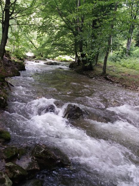  - La iarbă verde în iunie 2019