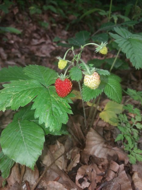  - La iarbă verde în iunie 2019