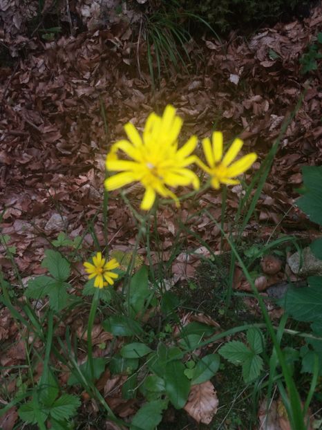  - La iarbă verde în iunie 2019