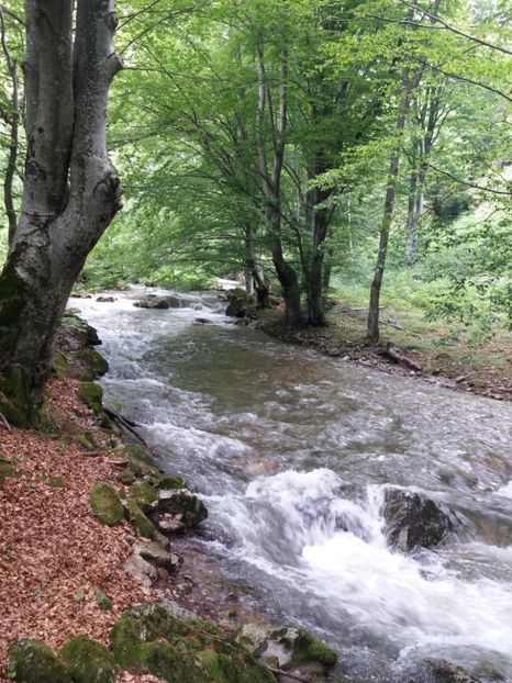  - La iarbă verde în iunie 2019