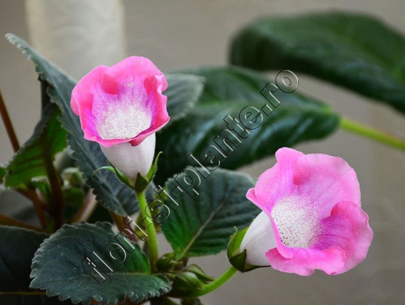 Sinningia Luci s Surprise - GLOXINIA_SINNINGIA - Hibrizii mei -My hybrids