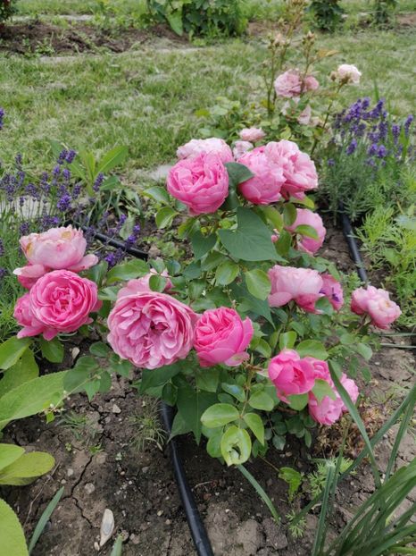 Leonardo da Vinci - Gradina in 2019