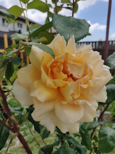 Casanova - Gradina in 2019