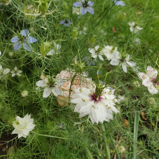 Nigella - Gradina in 2019