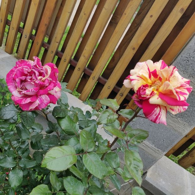 Broceliande - Gradina in 2019