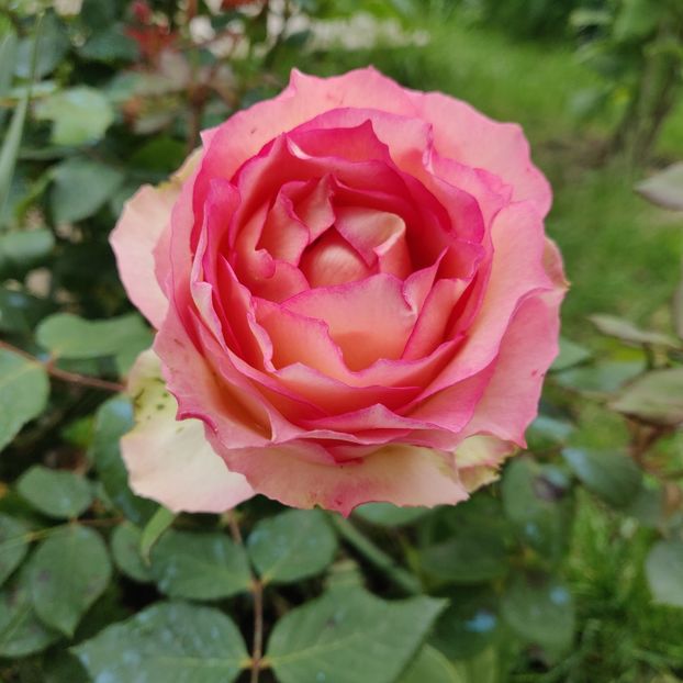 Jalitah - Gradina in 2019