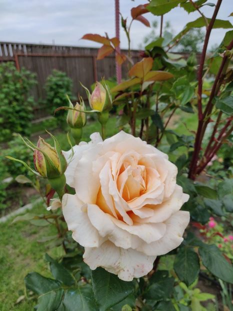 Casanova - Gradina in 2019