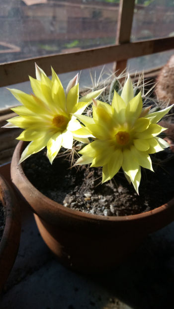 10.06.2019 - Mammillaria longimamma