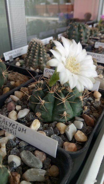 10.06.2019 - Gymnocalycium anisitsii ssp damsii
