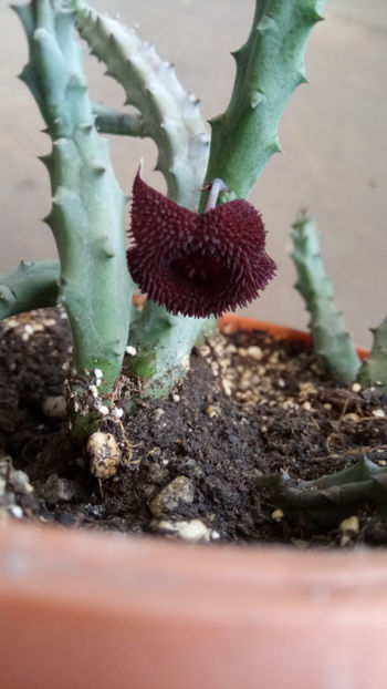 10.06.2019 - Huernia pendula