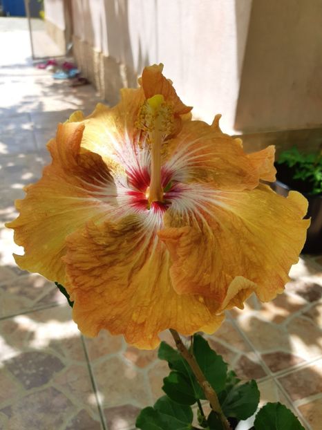  - YMattiacis Brawn candy