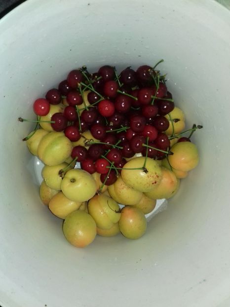 Visin de mai si caise de inceput de iunie - Visini