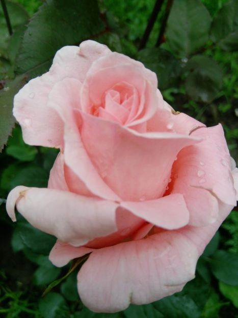 11 iunie - Trandafiri 2019