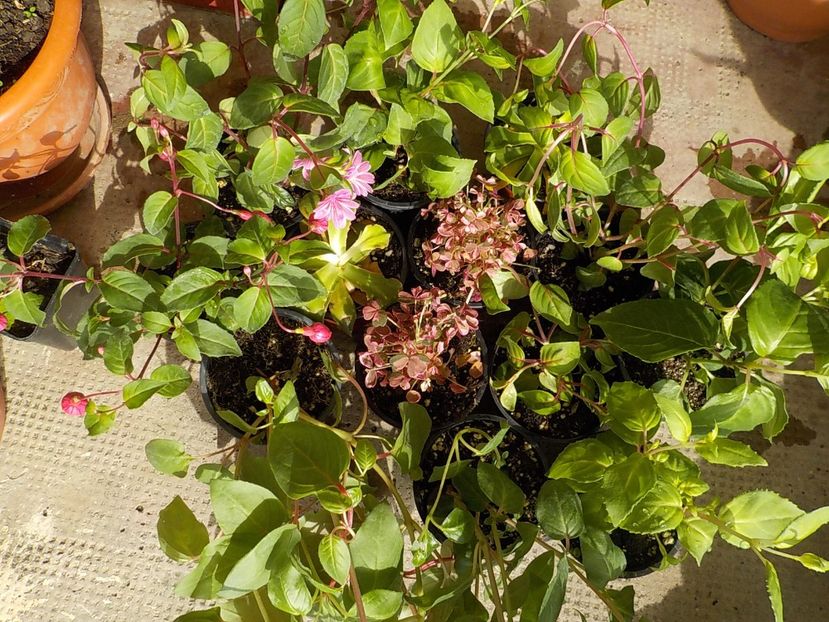 achizitii - Achizitii