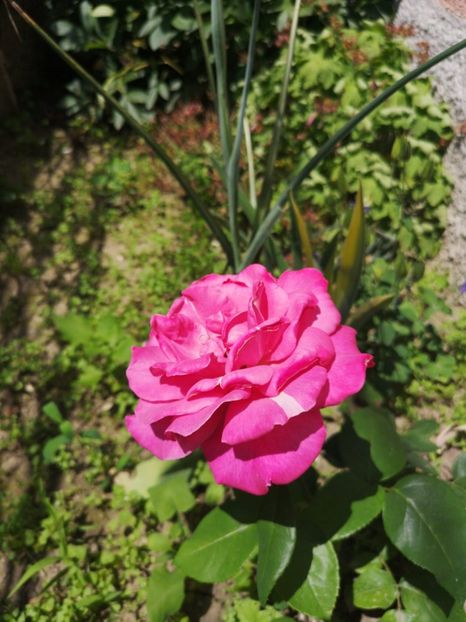 IMG-20190610-WA0001 - vara 2019