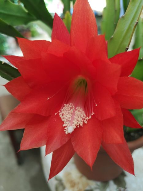 IMG-20190610-WA0003 - vara 2019