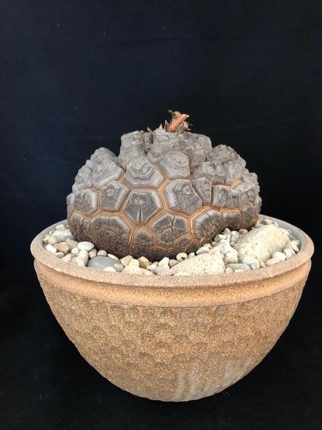 Dioscorea elephantipes - Vase - aranjamente - accesorii