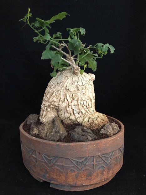 Ibervillea lindheimeri - Vase - aranjamente - accesorii