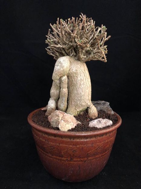 Trichodiadema bulbosum - Vase - aranjamente - accesorii