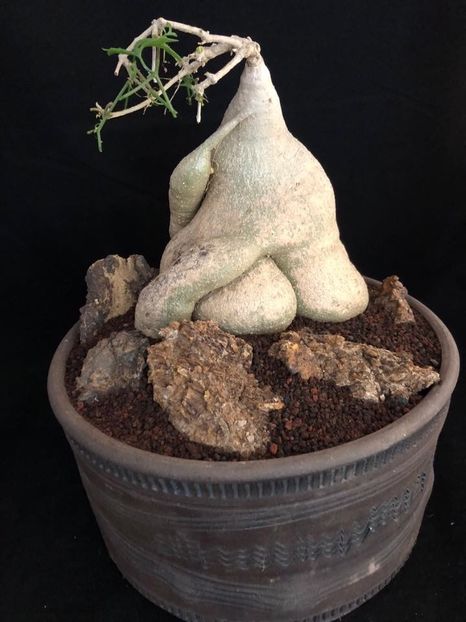 Trochomeria debilis - Vase - aranjamente - accesorii