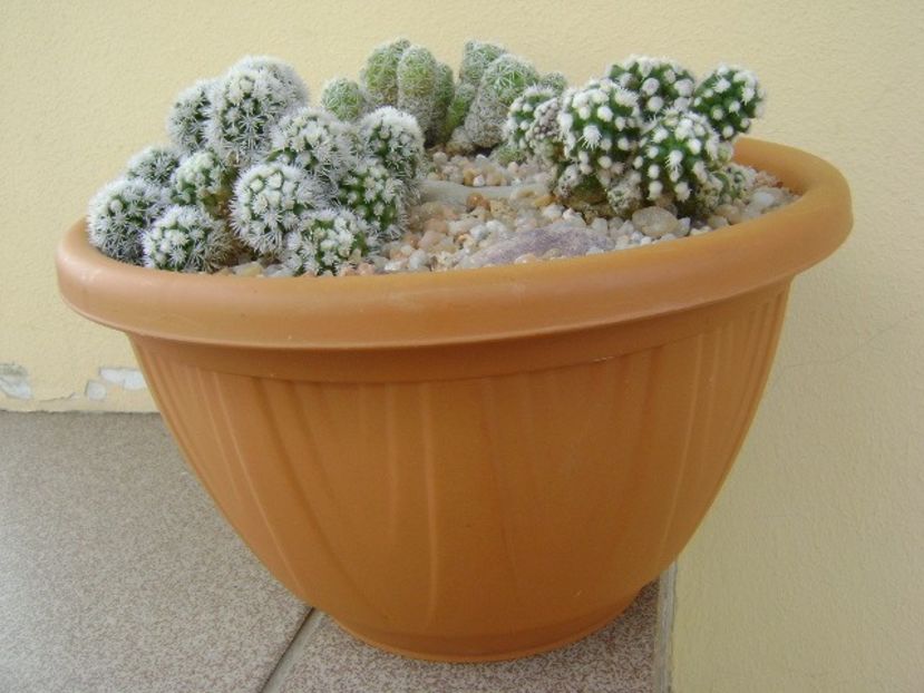 Grup de 3 Mammillaria - Cactusi 2018 final de an