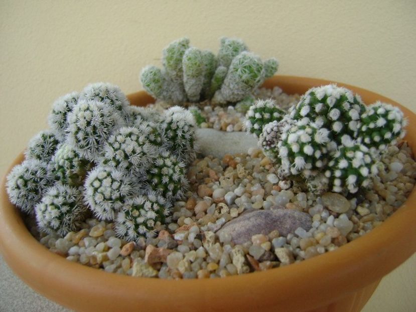 Grup de 3 Mammillaria - Cactusi 2018 final de an
