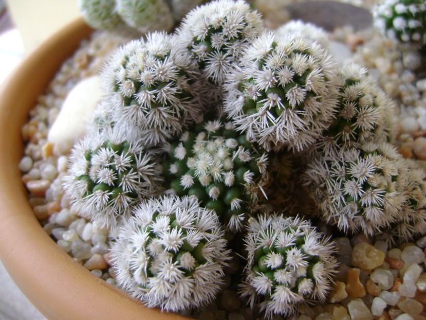 Mammillaria vetula ssp. gracilis cv. Arizona snowcap - Cactusi 2018 final de an