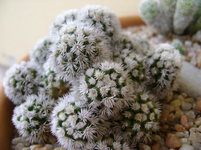 Mammillaria vetula ssp. gracilis cv. Arizona snowcap - Cactusi 2018 final de an