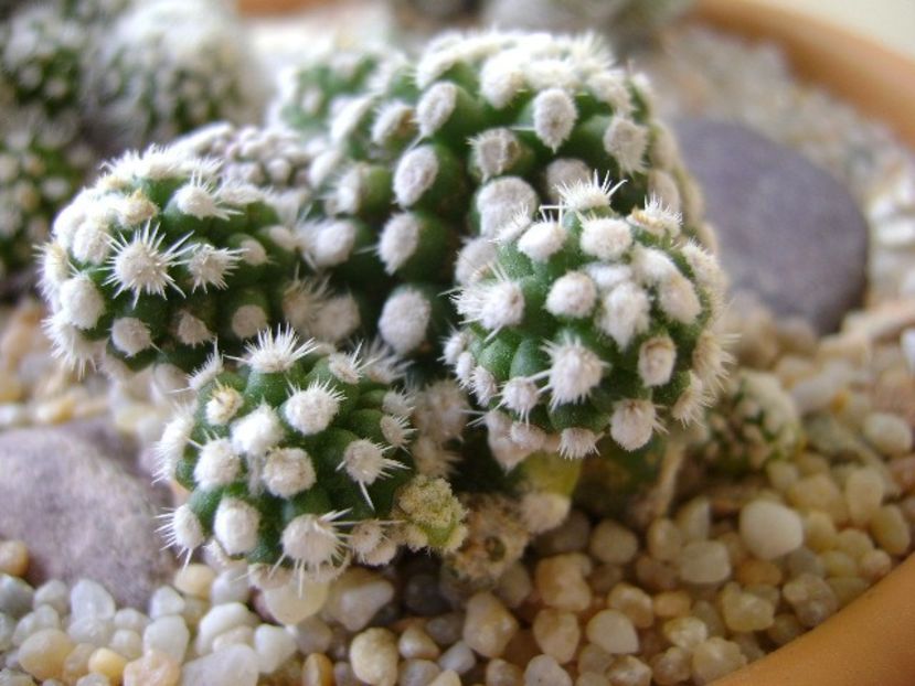 Mammillaria vetula ssp. gracilis cv. Oruga - Cactusi 2018 final de an