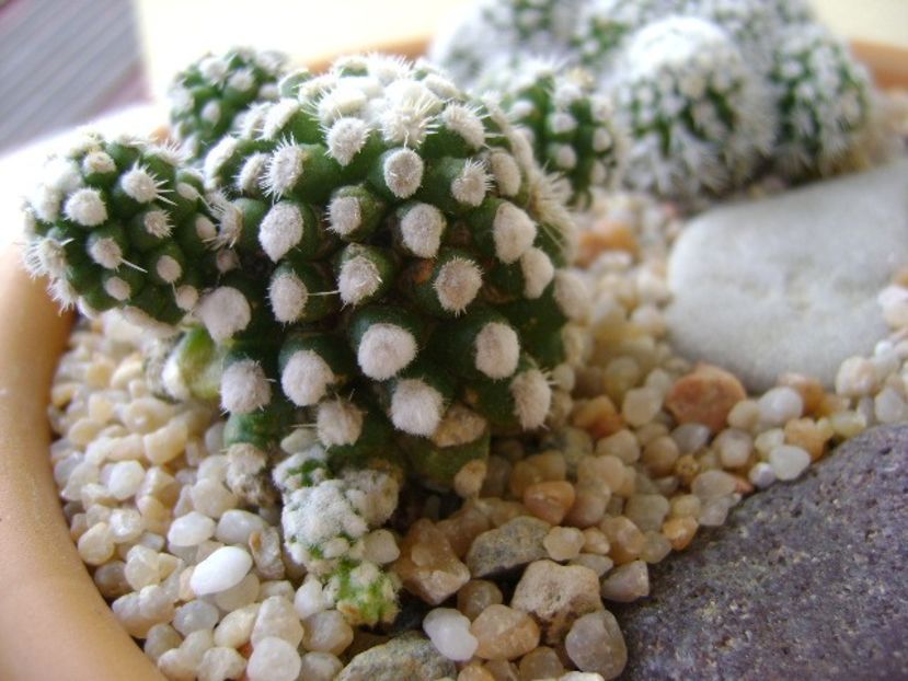 Mammillaria vetula ssp. gracilis cv. Oruga - Cactusi 2018 final de an