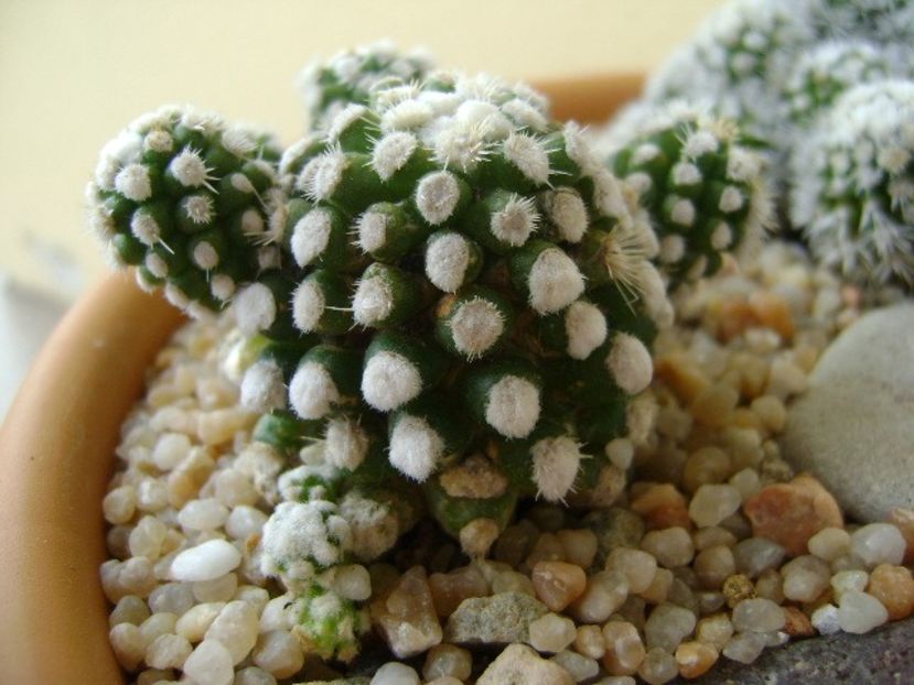 Mammillaria vetula ssp. gracilis cv. Oruga - Cactusi 2018 final de an
