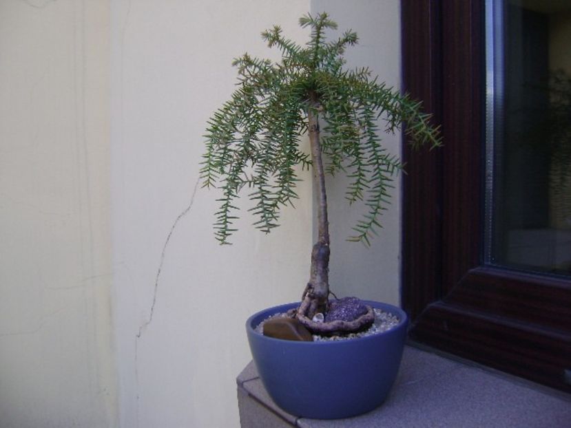 Araucaria cunninghamii v. glauca - Bonsai si prebonsai 2018-2020