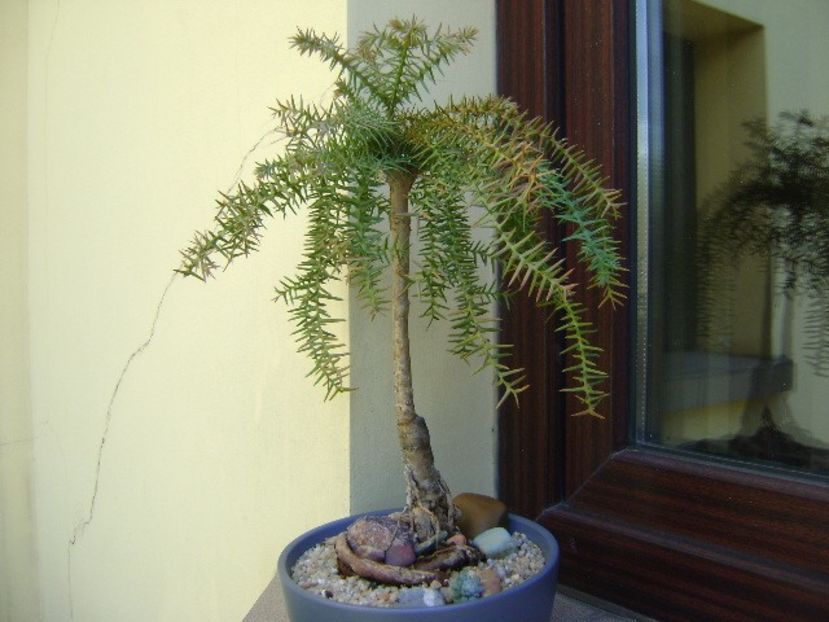 Araucaria cunninghamii v. glauca - Bonsai si prebonsai 2018-2020