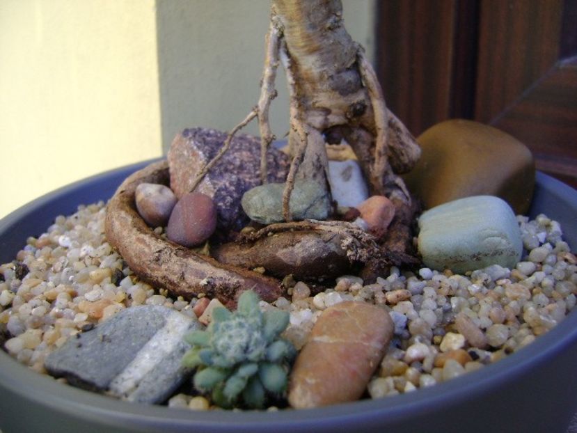 Araucaria cunninghamii v. glauca, detaliu - Bonsai si prebonsai 2018-2020