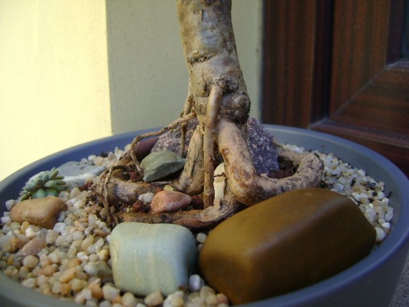 Araucaria cunninghamii v. glauca, detaliu - Bonsai si prebonsai 2018-2020
